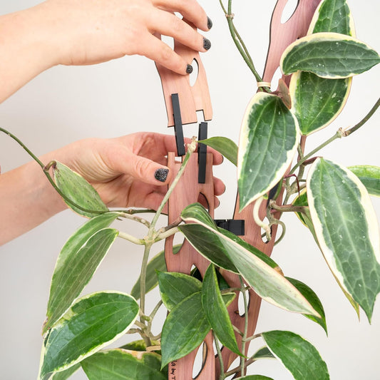 Treleaf Zella Regular Extension Kit (2 Extensions) - Wooden Extendable Plant Trellis for Indoor Climbing Houseplants - Modular Plant Support