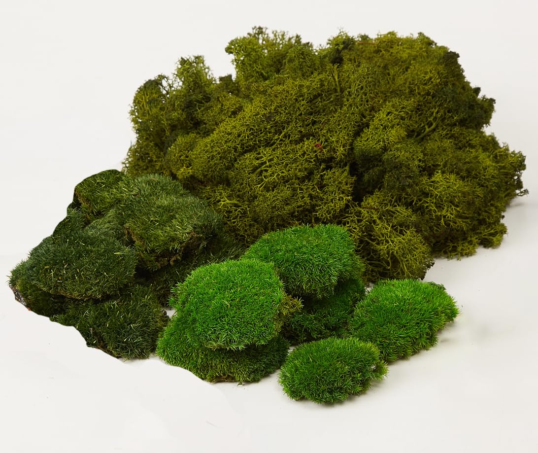 Prefleur Large Natural Green Decorative Moss Reindeer Vase & Bowl Filler|Preserved Leaves, Ferns, Dried Plant Christmas Wedding Party Decor(Christmas-1)