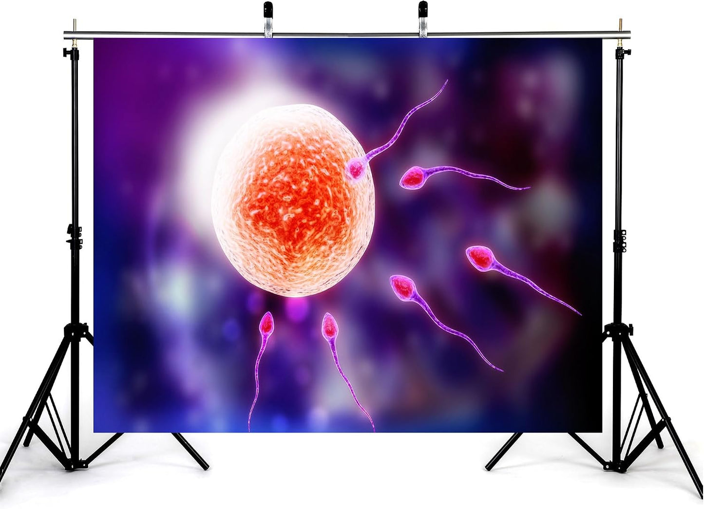 KeyWork 10x5ft Human Fertilization Illustration Backdrop Reproductive Science Photography Background for Health Fair