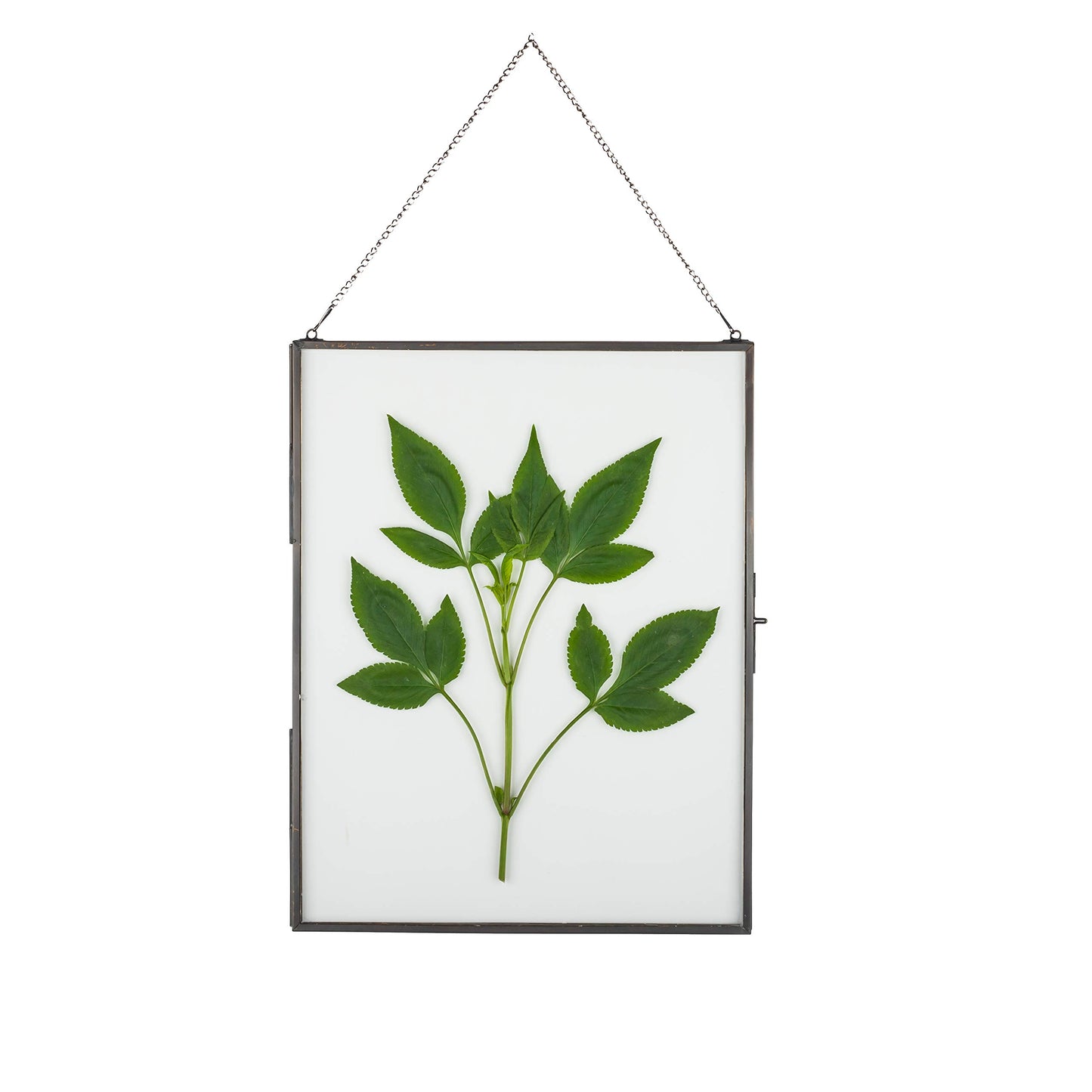 NCYP Hanging 8" x10" Black Glass Floating Frame for Pressed Dried Flower, Certificate, Photo, Picture - Modern Home Indoor Wall Vertical Decor, Plant Specimen Clip (Glass Frame Only)