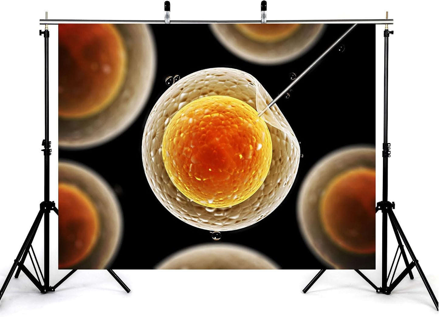 KeyWork 5x4ft Egg Cell Fertilization Backdrop Reproductive Medical Photography Background for Science Fair Health Event