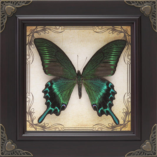 RISDORAY Handmade Real Butterfly Framed with 5 Pieces Gift Set - Gothic Home Decor and Vintage Frame - Butterflies Taxidermy Shadow Box Collection (Green-Banded Queen Butterfly)