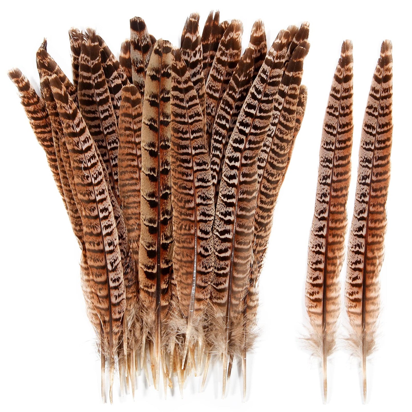 THARAHT 24pcs Female Ringneck Pheasant Tails Feathers Natural Feathers 10-12inch 25-30cm for Crafts Home Wedding Party Performance DIY Decoration Female Pheasant Feathers